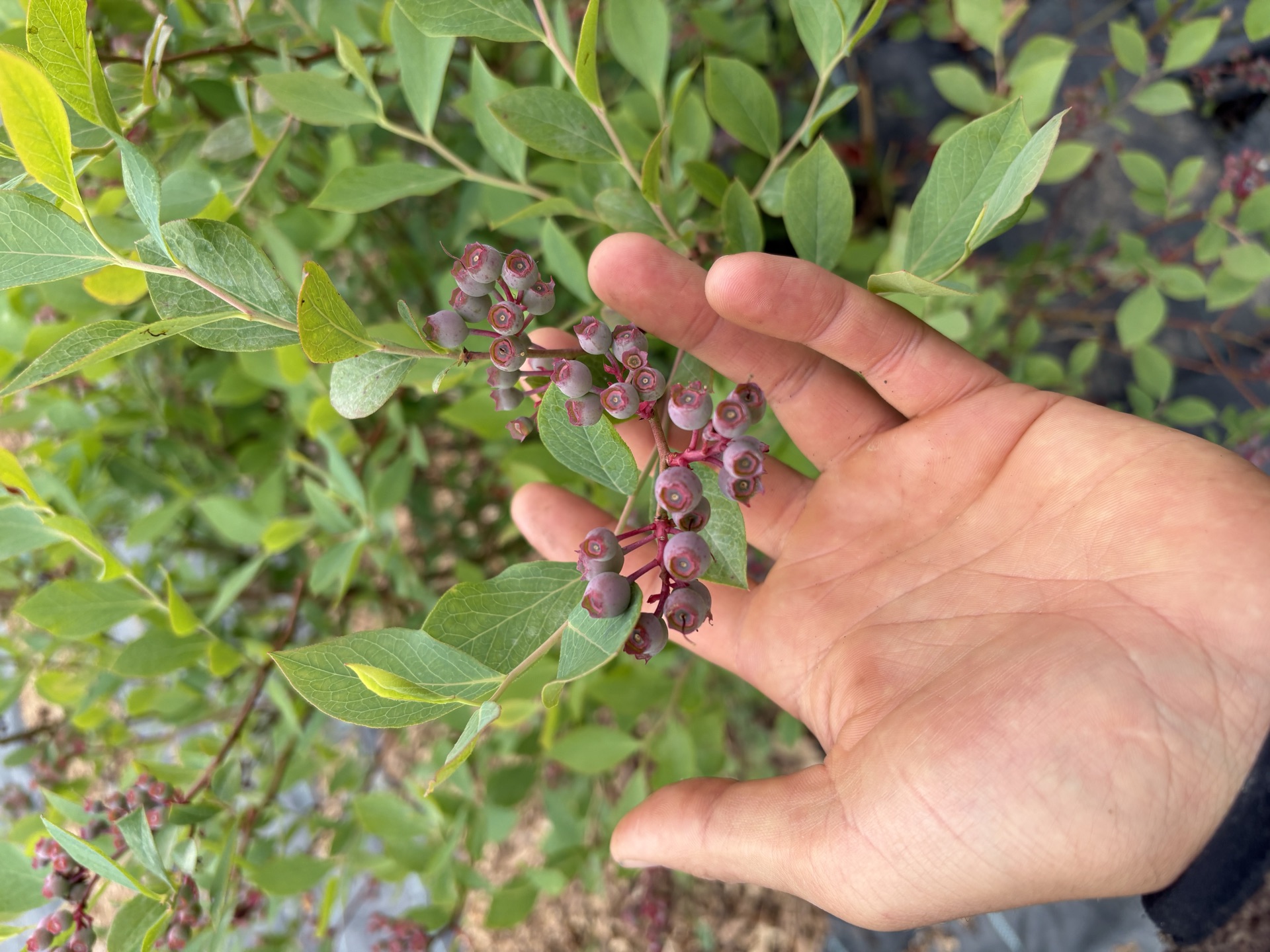 Blauwe bessen uit de tuin