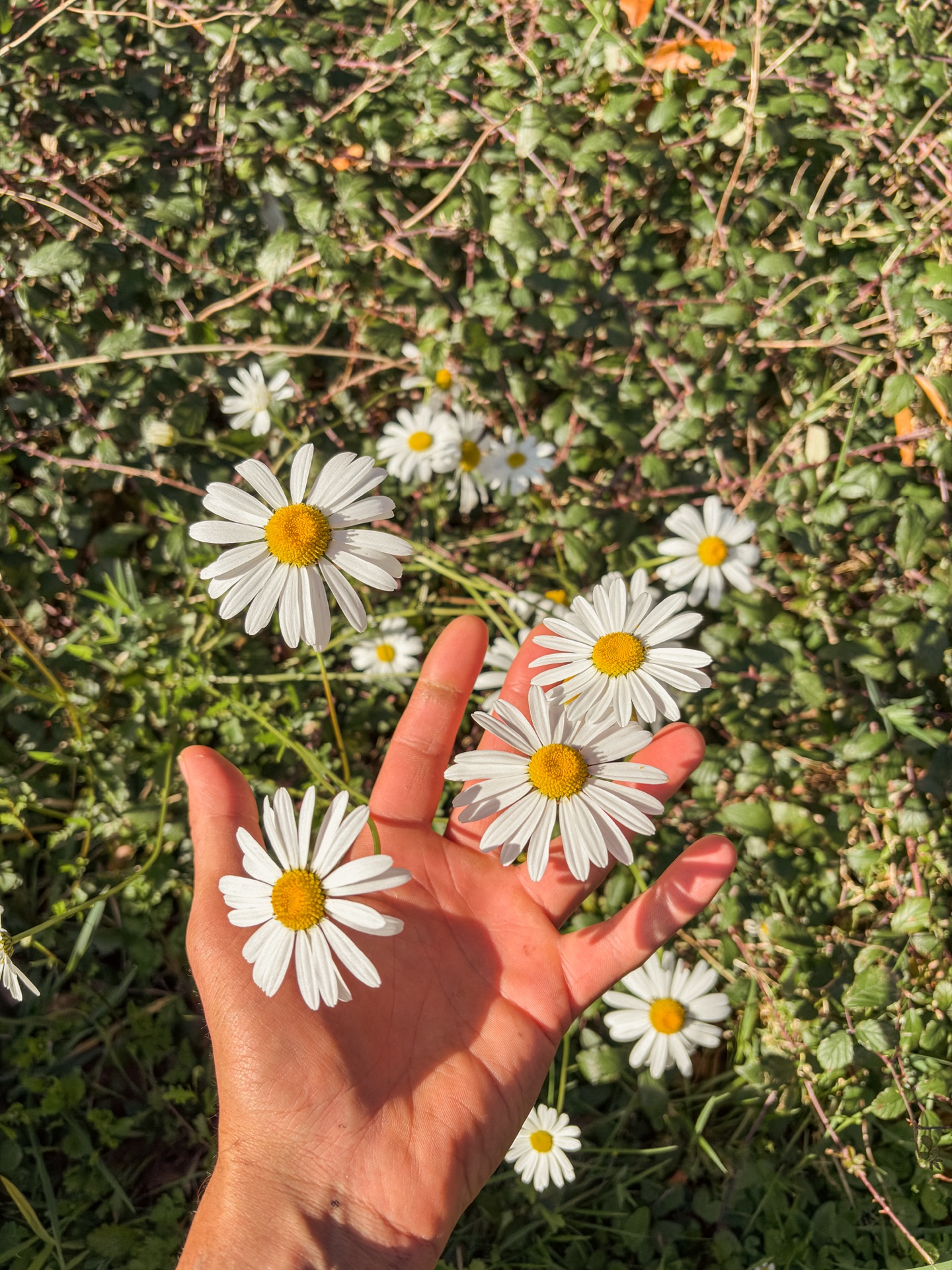 Bloemen uit de tuin
